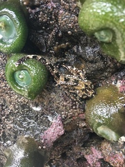 Clinocottus embryum