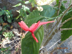 Ruellia mcvaughii