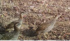 Pternistis bicalcaratus