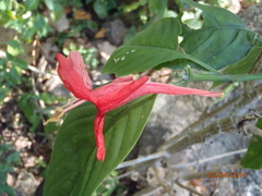 Ruellia mcvaughii
