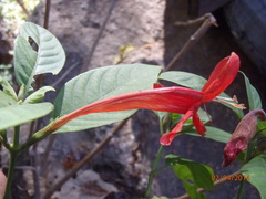 Ruellia mcvaughii