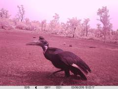 Bucorvus abyssinicus