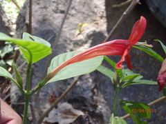 Ruellia mcvaughii