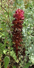 Orobanche foetida