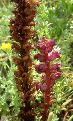 Orobanche foetida