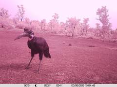 Bucorvus abyssinicus