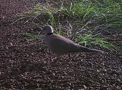 Streptopelia vinacea