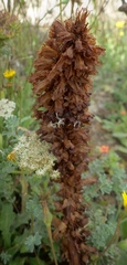 Orobanche foetida