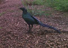 Lamprotornis caudatus