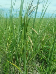 Carex paleacea