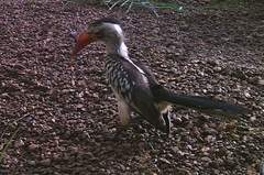 Tockus erythrorhynchus