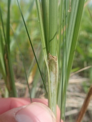 Carex paleacea