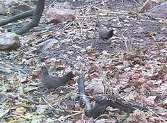 Ptilopachus petrosus