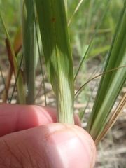 Carex paleacea