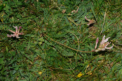 Astragalus monspessulanus