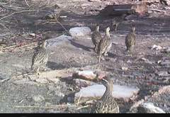 Pternistis bicalcaratus