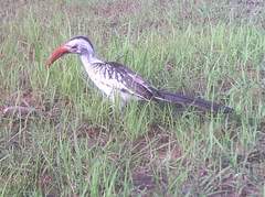 Tockus erythrorhynchus