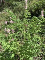 Corydalis caseana brandegeei