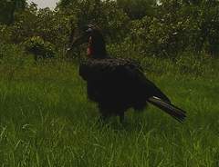 Bucorvus abyssinicus