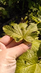 Hydrastis canadensis