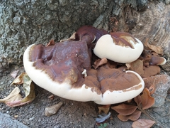 Ganoderma resinaceum