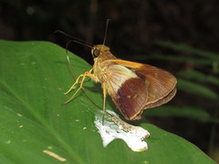 Calpodes longirostris