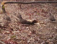 Ptilopachus petrosus