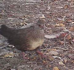 Ptilopachus petrosus