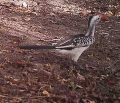 Tockus erythrorhynchus