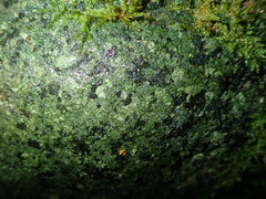 Verrucaria praetermissa
