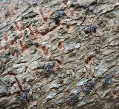 Cephalotes multispinosus