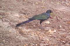 Lamprotornis caudatus
