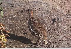 Pternistis bicalcaratus