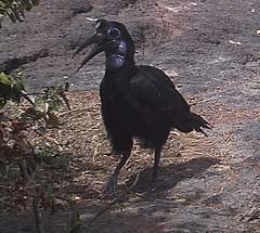 Bucorvus abyssinicus