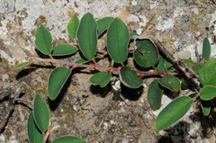 Cotoneaster integerrimus