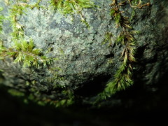 Verrucaria praetermissa