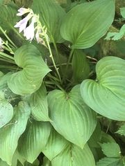 Hosta capitata