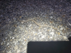 Arizona elegans candida