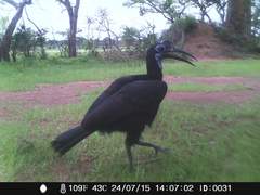 Bucorvus abyssinicus