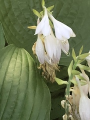 Hosta capitata