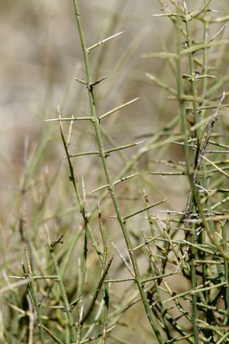 Image of Adolphia infesta by (c) psweet, some rights reserved (CC BY-SA)