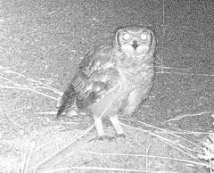 Bubo