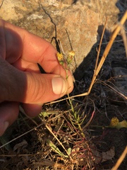 Erigeron reductus angustatus