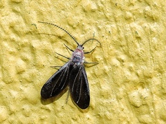 Drosicha