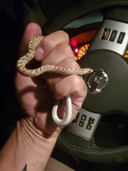 Arizona elegans candida