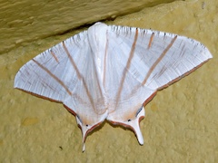 Ourapteryx sciticaudaria