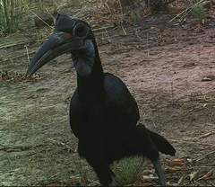 Bucorvus abyssinicus