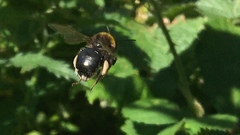 Bombus hypnorum