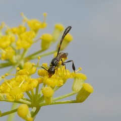 Gasteruption assectator