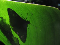 Apyrrothrix maculosa